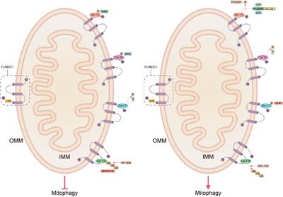 The structure and function of FUN14 domain-containing protein 1 and its contribution to cardioprotection by mediating mitophagy